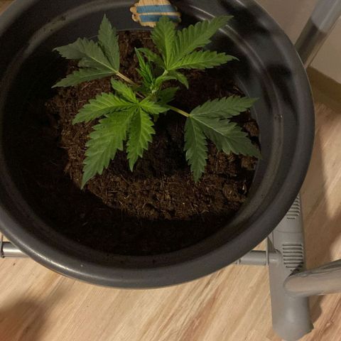  Kuhli - BCN Critical XXL growlog timeline photo