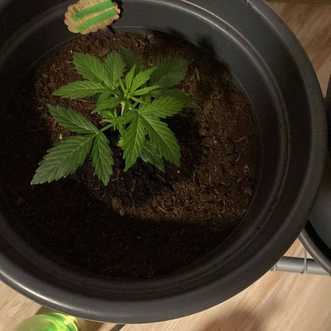 Sami - BCN Critical XXL growlog timeline photo