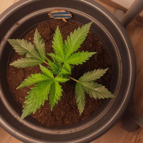  Kuhli - BCN Critical XXL growlog timeline photo