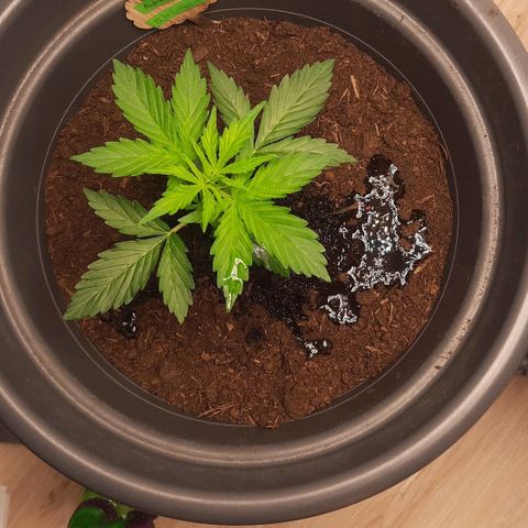  Kuhli - BCN Critical XXL growlog timeline photo