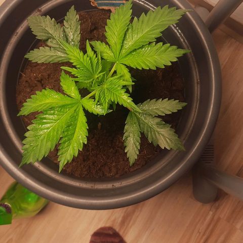  Kuhli - BCN Critical XXL growlog timeline photo