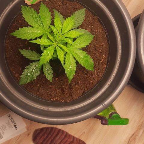 Sami - BCN Critical XXL growlog timeline photo