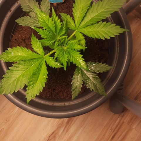  Kuhli - BCN Critical XXL growlog timeline photo