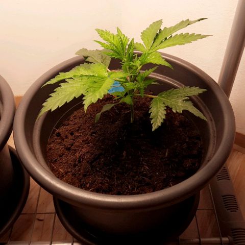  Kuhli - BCN Critical XXL growlog timeline photo