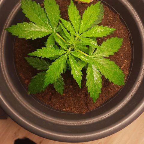 Sami - BCN Critical XXL growlog timeline photo