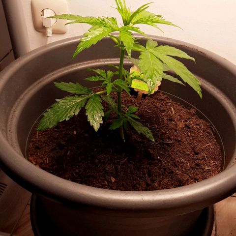 Sami - BCN Critical XXL growlog timeline photo