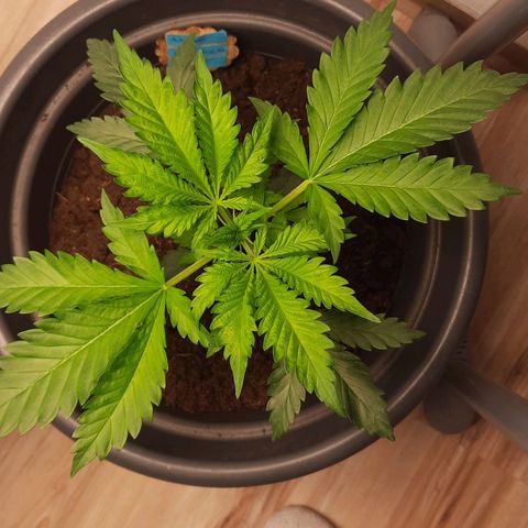  Kuhli - BCN Critical XXL growlog timeline photo