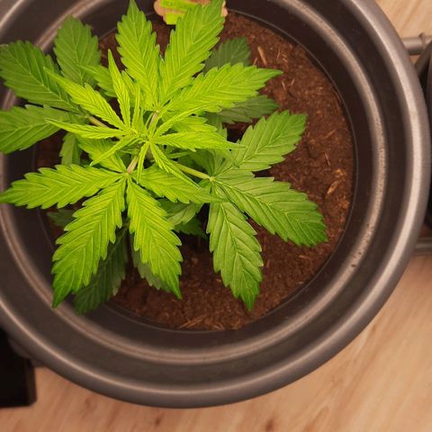 Sami - BCN Critical XXL growlog timeline photo