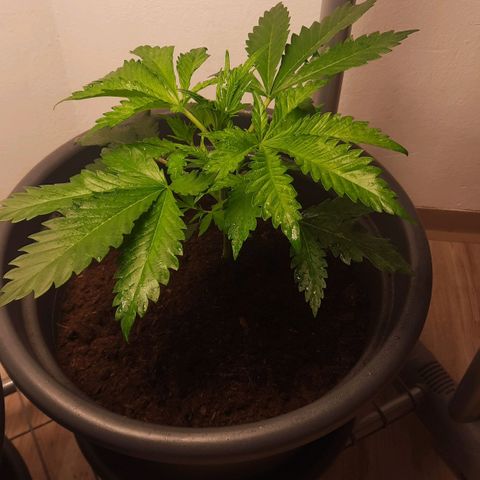  Kuhli - BCN Critical XXL growlog timeline photo