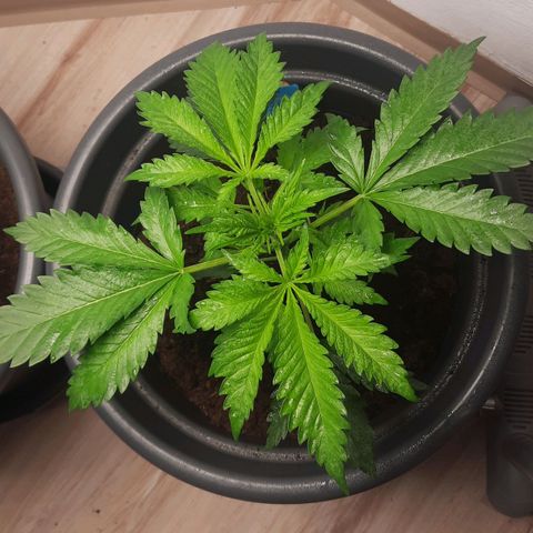  Kuhli - BCN Critical XXL growlog timeline photo