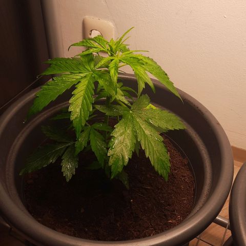 Sami - BCN Critical XXL growlog timeline photo