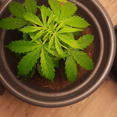 Sami - BCN Critical XXL growlog timeline photo
