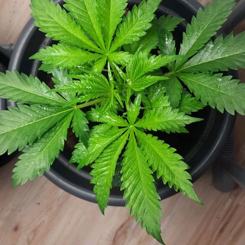  Kuhli - BCN Critical XXL growlog timeline photo