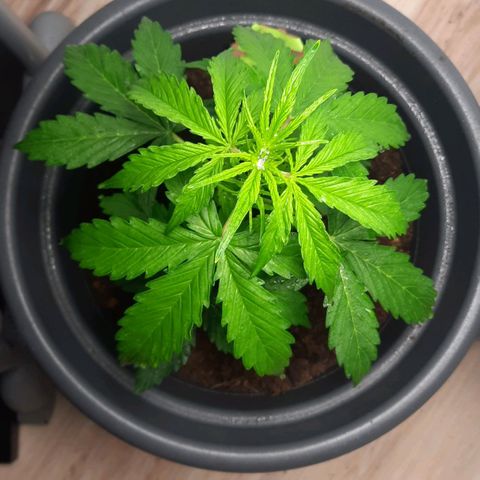 Sami - BCN Critical XXL growlog timeline photo