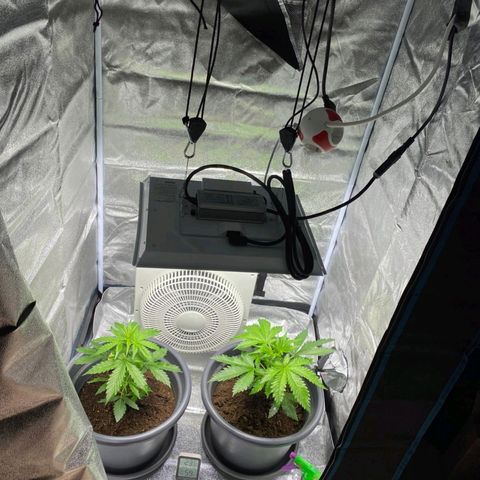  Kuhli - BCN Critical XXL growlog timeline photo