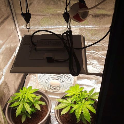  Kuhli - BCN Critical XXL growlog timeline photo