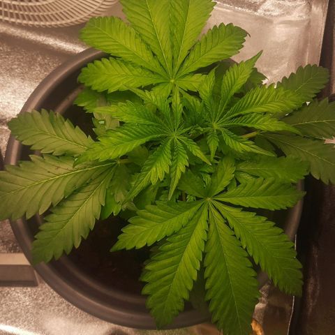  Kuhli - BCN Critical XXL growlog timeline photo