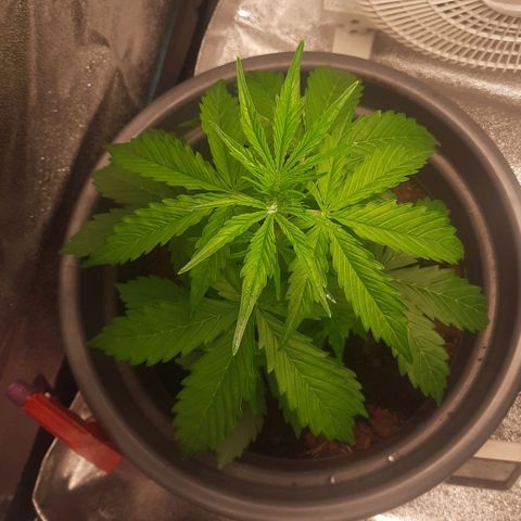 Sami - BCN Critical XXL growlog timeline photo