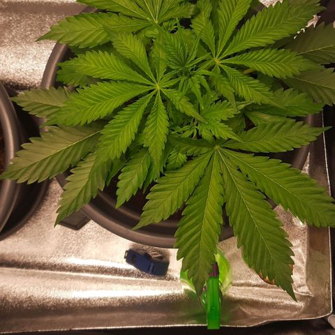  Kuhli - BCN Critical XXL growlog timeline photo
