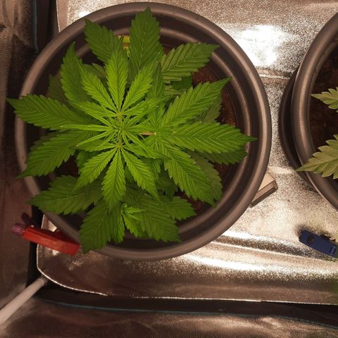 Sami - BCN Critical XXL growlog timeline photo