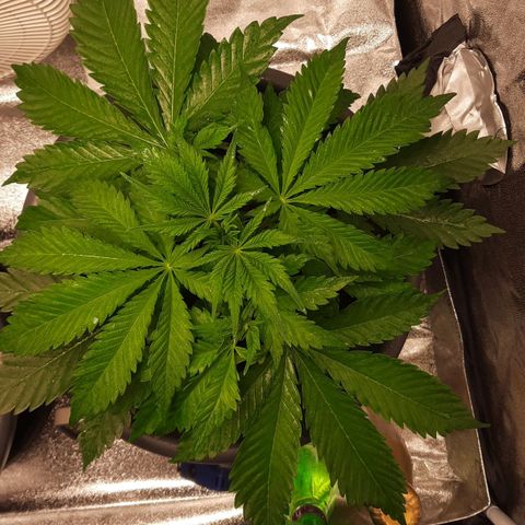  Kuhli - BCN Critical XXL growlog timeline photo