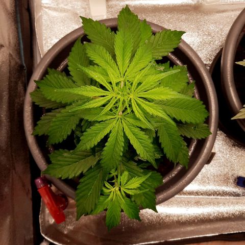 Sami - BCN Critical XXL growlog timeline photo