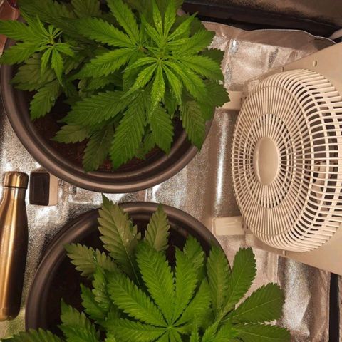  Kuhli - BCN Critical XXL growlog timeline photo