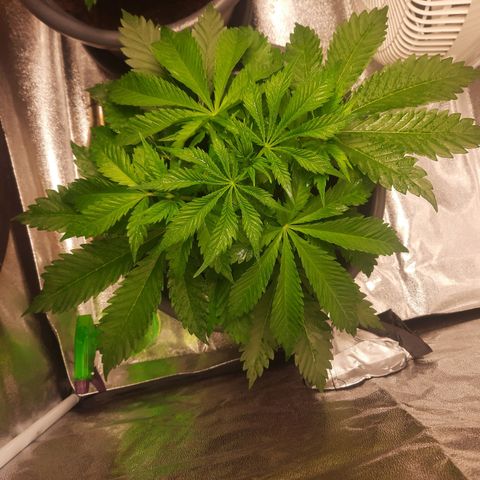  Kuhli - BCN Critical XXL growlog timeline photo