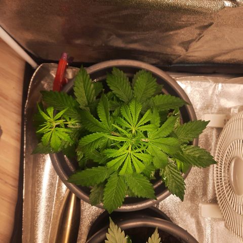 Sami - BCN Critical XXL growlog timeline photo