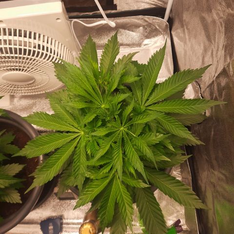  Kuhli - BCN Critical XXL growlog timeline photo