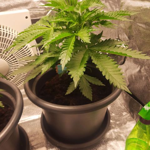  Kuhli - BCN Critical XXL growlog timeline photo