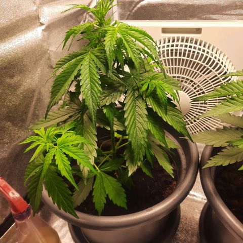 Sami - BCN Critical XXL growlog timeline photo