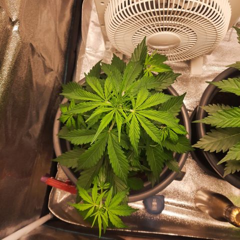 Sami - BCN Critical XXL growlog timeline photo