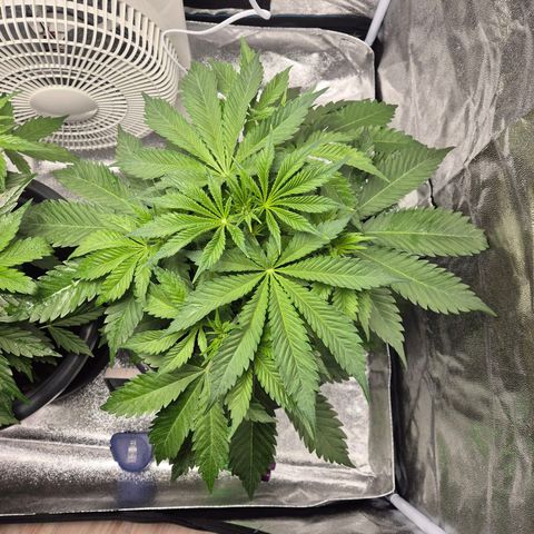  Kuhli - BCN Critical XXL growlog timeline photo