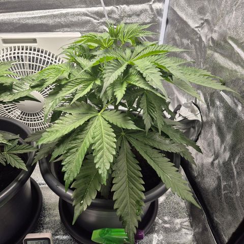  Kuhli - BCN Critical XXL growlog timeline photo