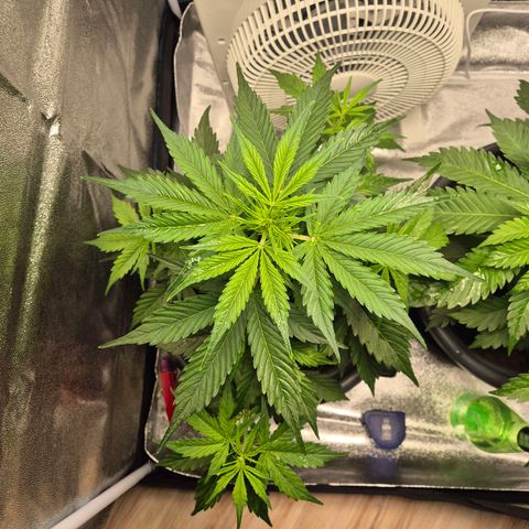 Sami - BCN Critical XXL growlog timeline photo