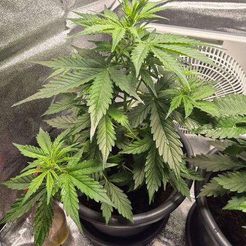 Sami - BCN Critical XXL growlog timeline photo
