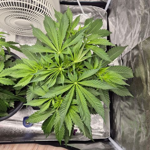  Kuhli - BCN Critical XXL growlog timeline photo
