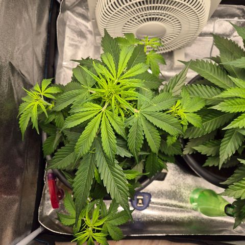 Sami - BCN Critical XXL growlog timeline photo