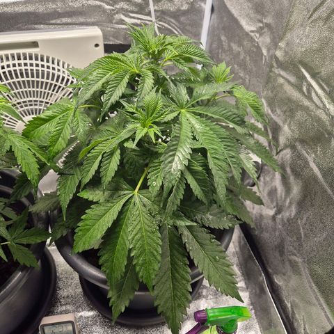  Kuhli - BCN Critical XXL growlog timeline photo
