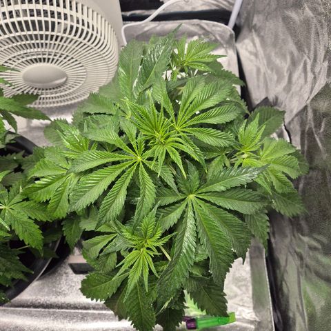  Kuhli - BCN Critical XXL growlog timeline photo