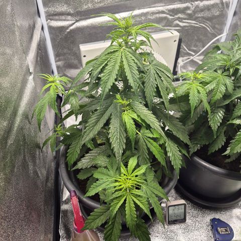 Sami - BCN Critical XXL growlog timeline photo