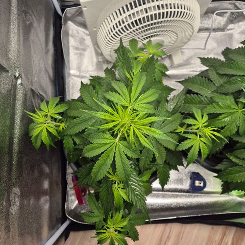 Sami - BCN Critical XXL growlog timeline photo
