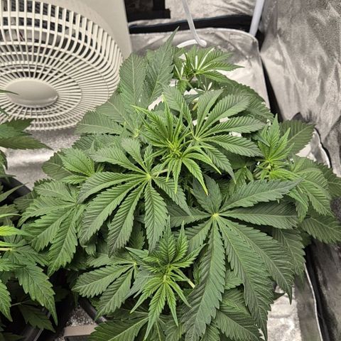  Kuhli - BCN Critical XXL growlog timeline photo