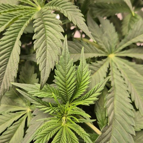  Kuhli - BCN Critical XXL growlog timeline photo