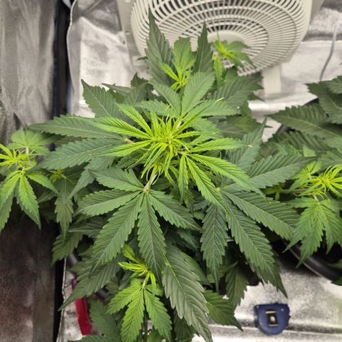 Sami - BCN Critical XXL growlog timeline photo
