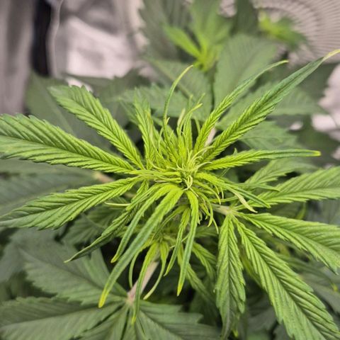 Sami - BCN Critical XXL growlog timeline photo