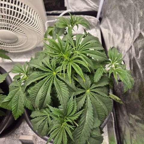  Kuhli - BCN Critical XXL growlog timeline photo