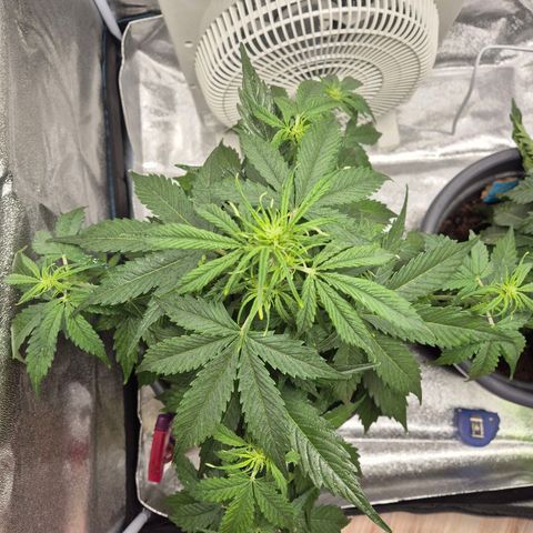 Sami - BCN Critical XXL growlog timeline photo