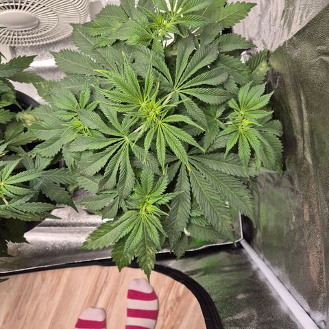  Kuhli - BCN Critical XXL growlog timeline photo